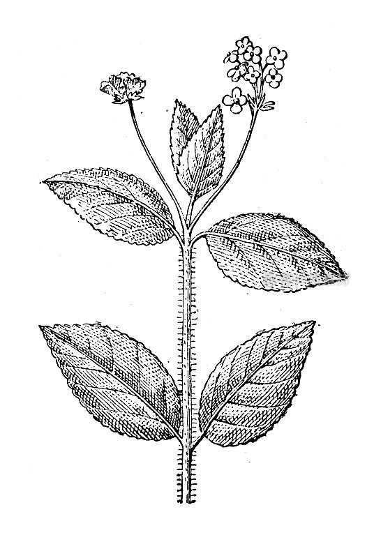 古董插画:Lantana camara